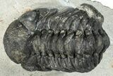 Bargain, Austerops Trilobite - Ofaten, Morocco #287554-1